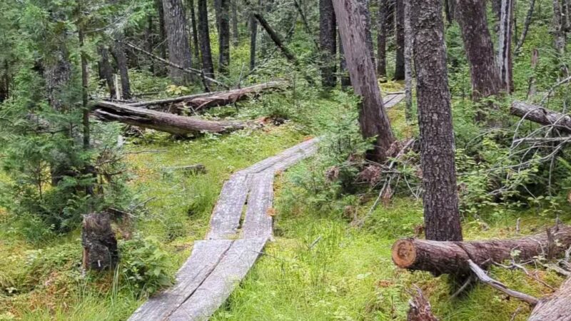 Cupsuptic Lake Trail - Rangeley, ME