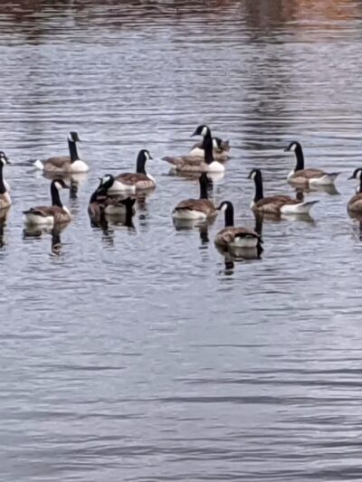 Rangeley Lake State Park - Rangeley, ME