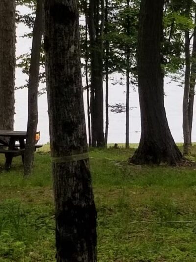 Rangeley Lake State Park - Rangeley, ME