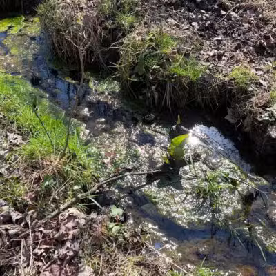 Franklin Woodlands Trail - Reisterstown, MD