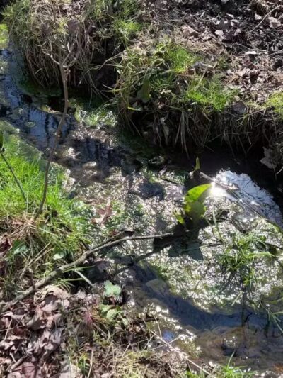 Franklin Woodlands Trail - Reisterstown, MD