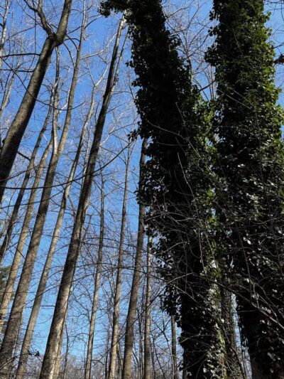 Franklin Woodlands Trail - Reisterstown, MD