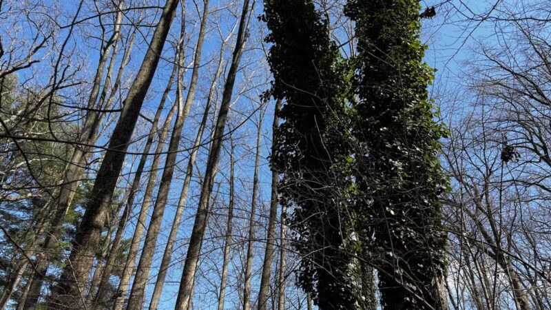 Franklin Woodlands Trail - Reisterstown, MD