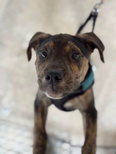 Wilde Acres - Reisterstown, MD