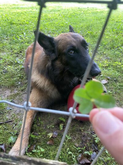 Wilde Acres - Reisterstown, MD