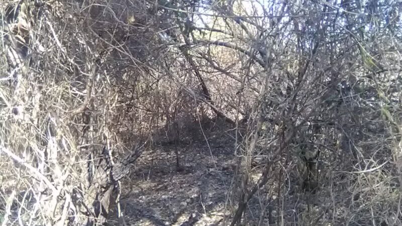 Peabody Conservation Area - Rich Hill, MO