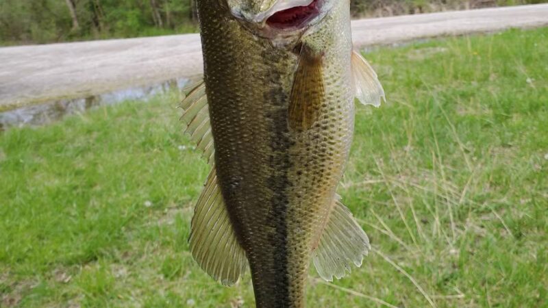 Peabody Conservation Area - Rich Hill, MO