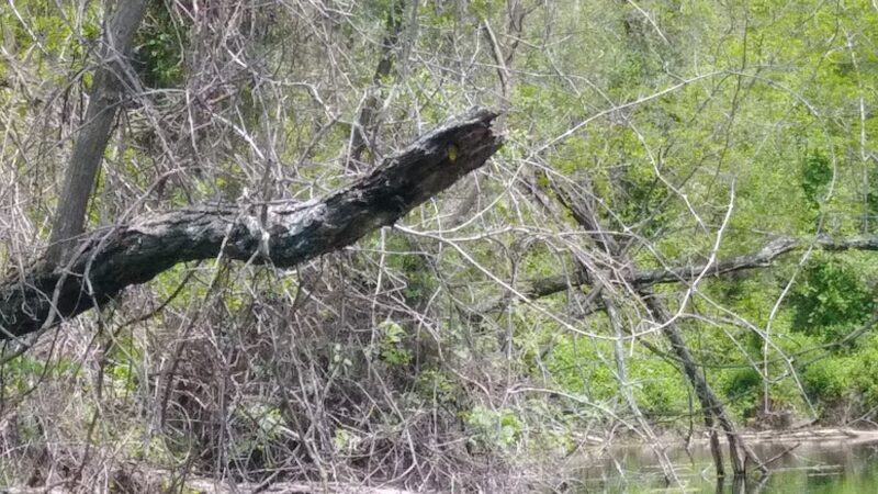 Peabody Conservation Area - Rich Hill, MO