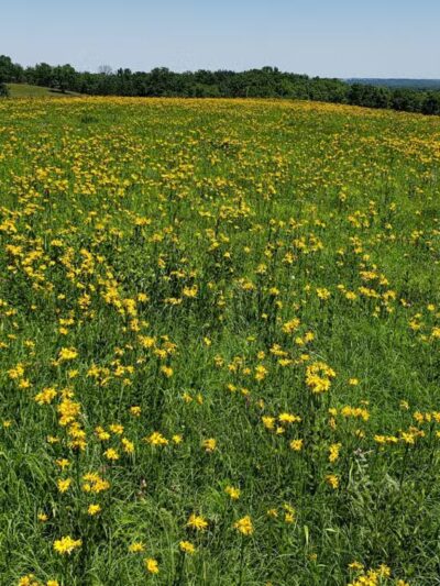 Stilwell Prairie - Richards, MO