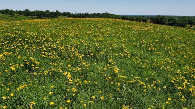 Stilwell Prairie - Richards, MO