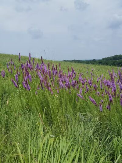 Stilwell Prairie - Richards, MO