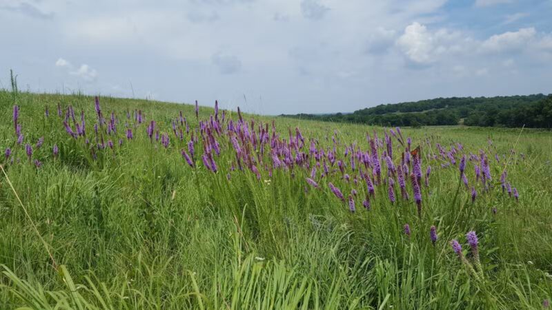 Stilwell Prairie - Richards, MO