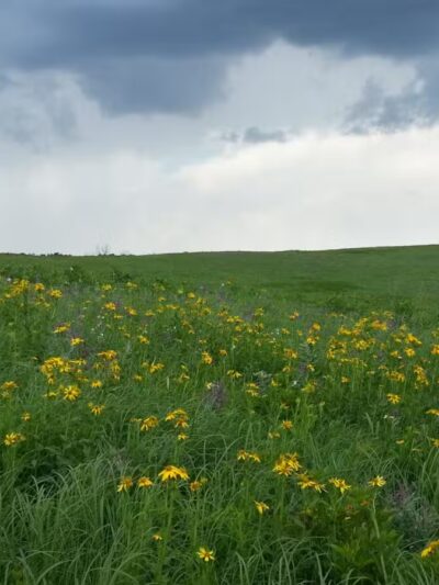 Stilwell Prairie - Richards, MO