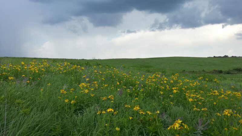 Stilwell Prairie - Richards, MO