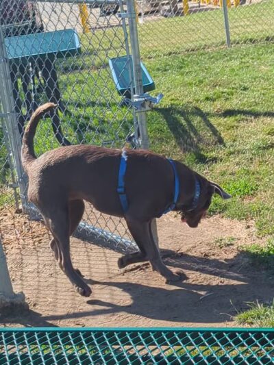 Dog Park - Richmond, IN