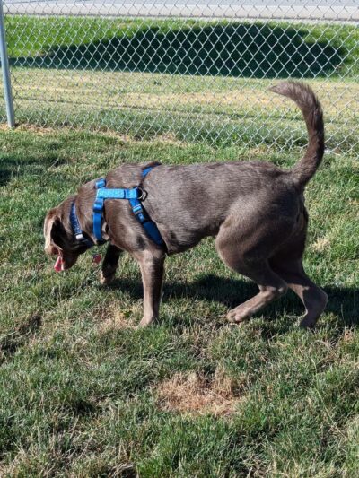 Dog Park - Richmond, IN