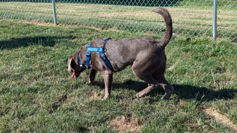 Dog Park - Richmond, IN