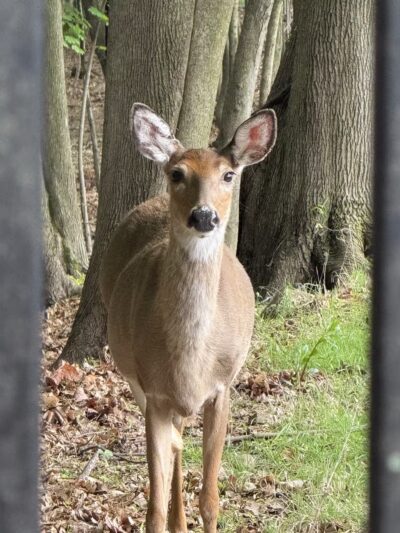 Ridgefield Nature Center - Ridgefield, NJ