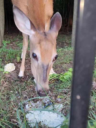 Ridgefield Nature Center - Ridgefield, NJ