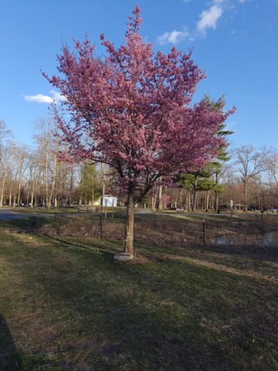 Wild Duck Pond Playground - Ridgewood, NJ