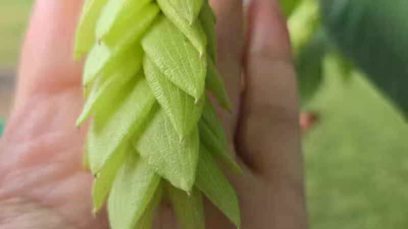 Brookside Park - River Edge, NJ