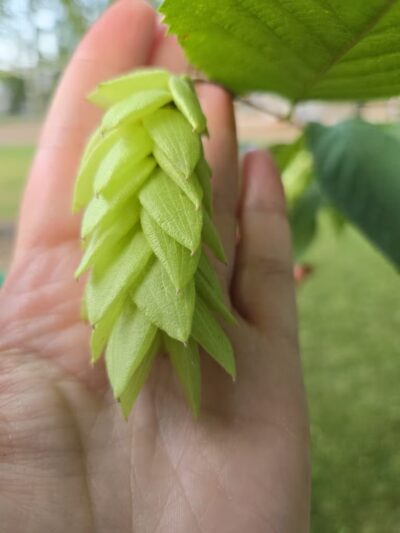 Brookside Park - River Edge, NJ