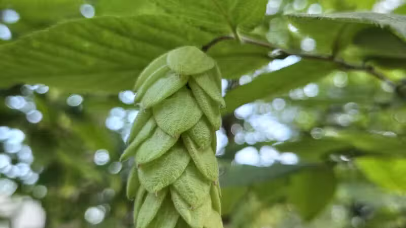 Brookside Park - River Edge, NJ