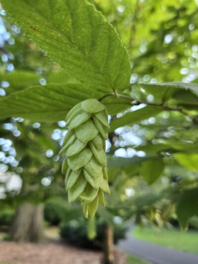 Brookside Park - River Edge, NJ