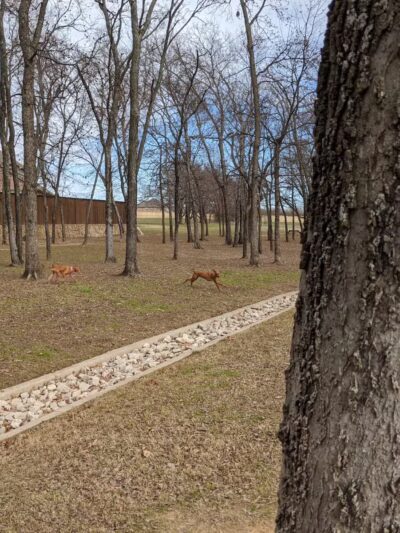Freedom Dog Park - Roanoke, TX