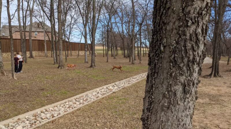 Freedom Dog Park - Roanoke, TX
