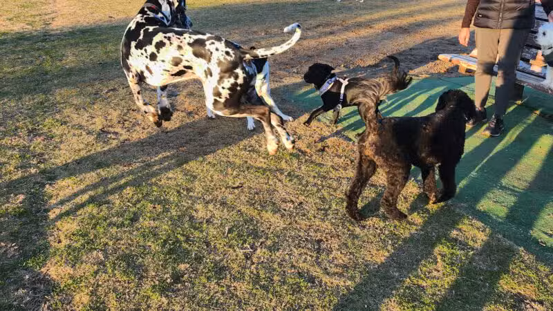 Freedom Dog Park - Roanoke, TX