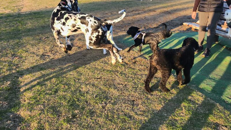 Freedom Dog Park - Roanoke, TX