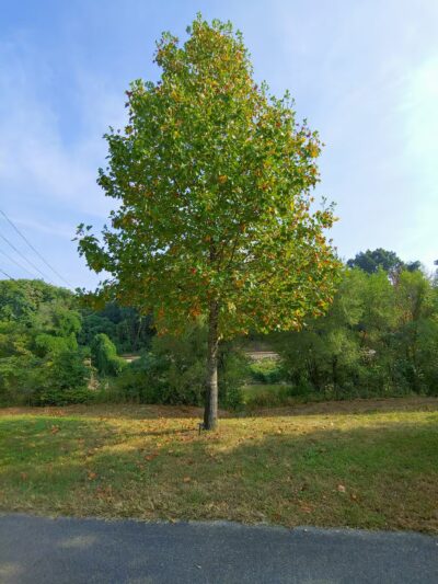 Piedmont Park - Roanoke, VA