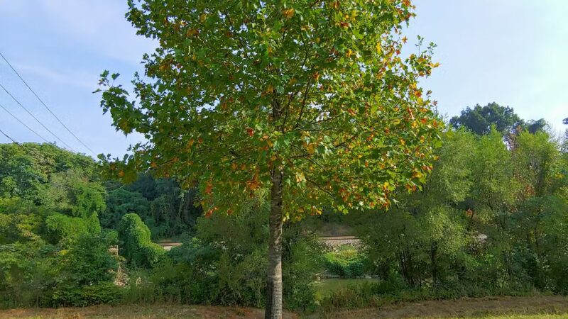 Piedmont Park - Roanoke, VA