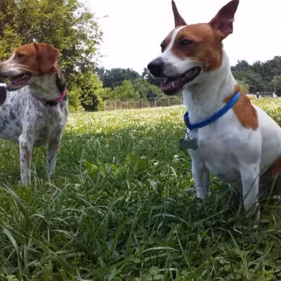 Thrasher Park - Roanoke, VA