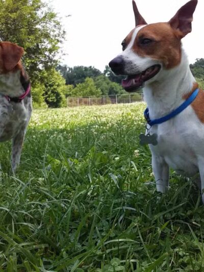 Thrasher Park - Roanoke, VA