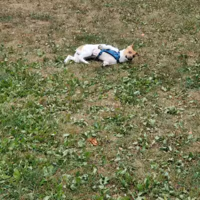 Rochester NH Dog Park (Private, Members-Only with paid membership and license information) - Rochester, NH