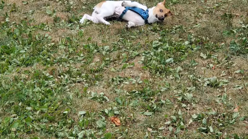 Rochester NH Dog Park (Private, Members-Only with paid membership and license information) - Rochester, NH