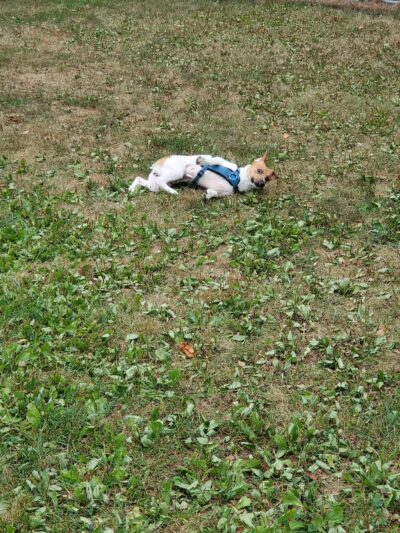 Rochester NH Dog Park (Private, Members-Only with paid membership and license information) - Rochester, NH