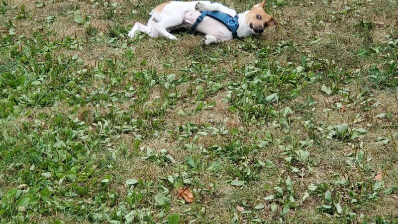 Rochester NH Dog Park (Private, Members-Only with paid membership and license information) - Rochester, NH