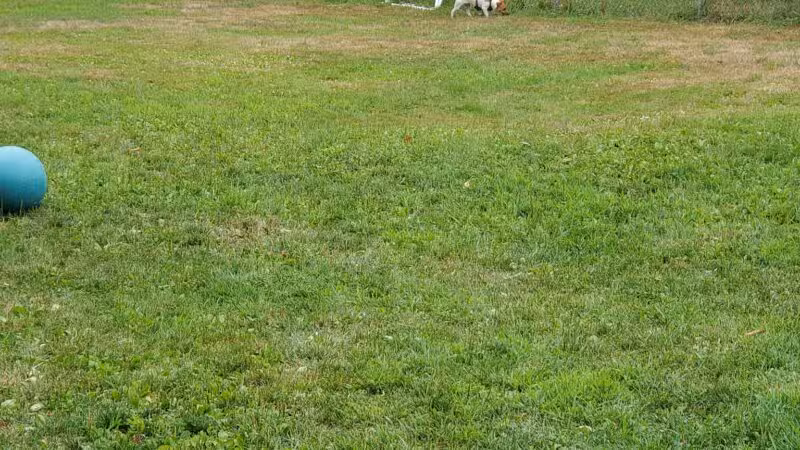 Rochester NH Dog Park (Private, Members-Only with paid membership and license information) - Rochester, NH