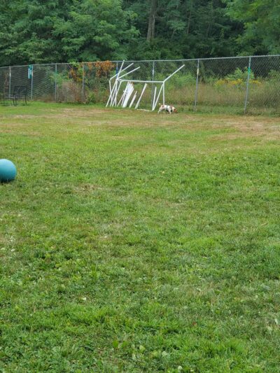 Rochester NH Dog Park (Private, Members-Only with paid membership and license information) - Rochester, NH