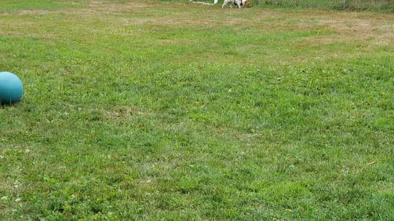 Rochester NH Dog Park (Private, Members-Only with paid membership and license information) - Rochester, NH