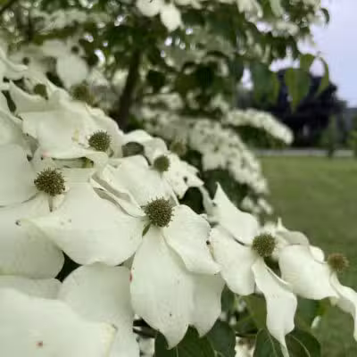 MacDougal Park - Rockland, ME