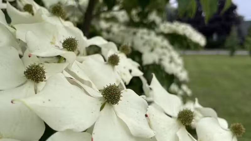MacDougal Park - Rockland, ME