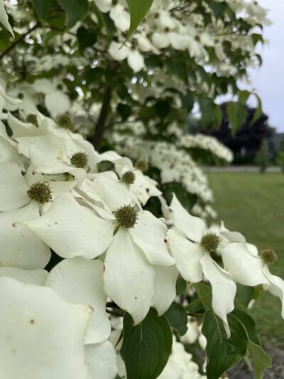 MacDougal Park - Rockland, ME