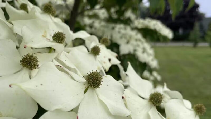 MacDougal Park - Rockland, ME