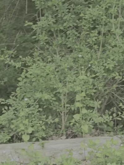 Rocky Point State Pine Barrens Preserve - Rocky Point, NY