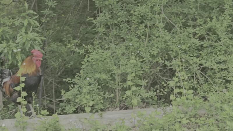 Rocky Point State Pine Barrens Preserve - Rocky Point, NY