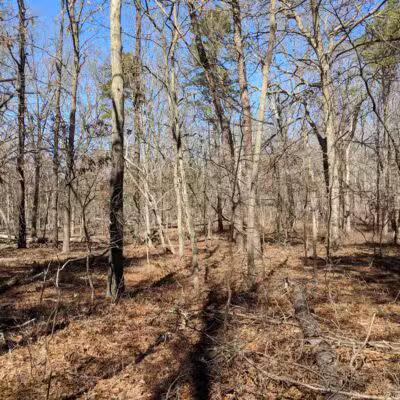 Rocky Point State Pine Barrens Preserve - Rocky Point, NY